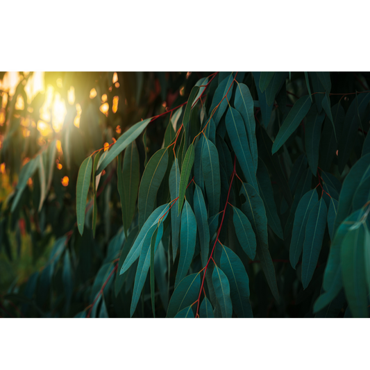 Premium Lemon Eucalyptus