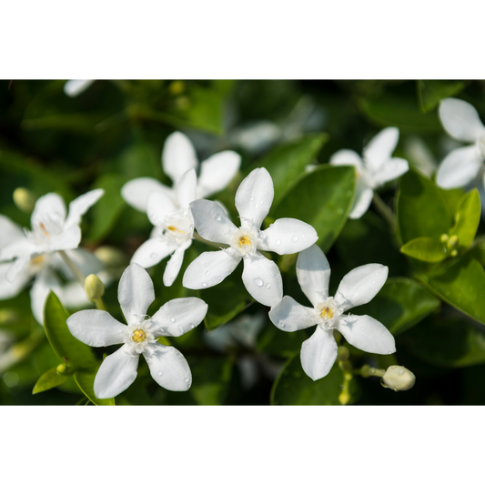 Premium Jasmine